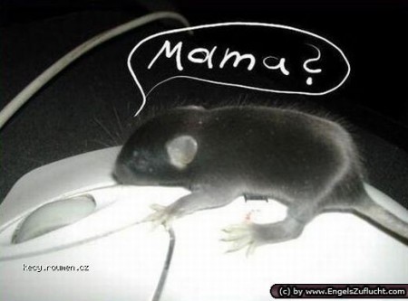 Mama? Chúďatko... Asi adoptovaná myška :D